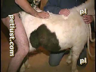 Compilation man lick horse pussy and fuck it. Real male beastiality