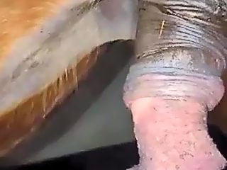 Horse cock gay