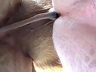 Gay man fucked by goat