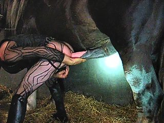 Man and horse porn