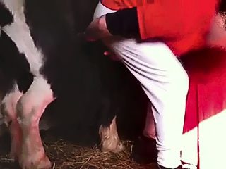 Active horse fucks man