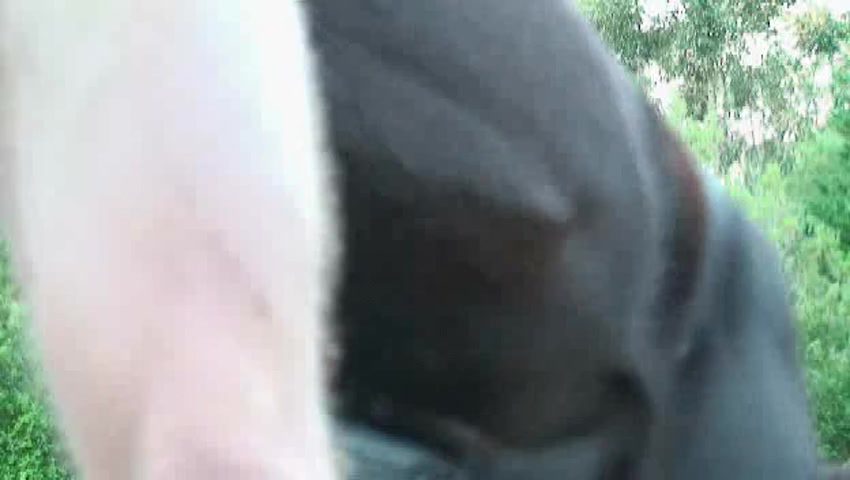 Men sex animals video-> 