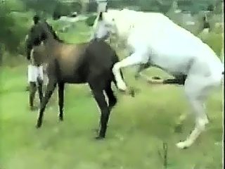 Gay horses try fucks