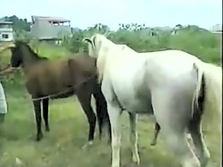 Gay horses try fucks