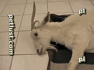 Doe goat and man porn