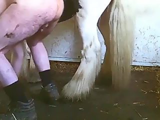 Active gay horse sex compilation