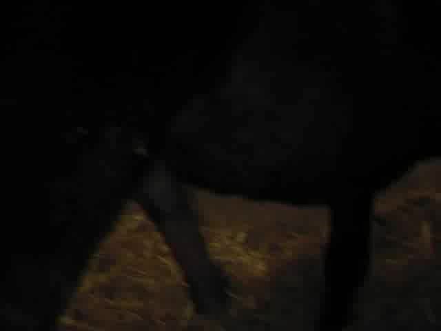 Active gay horse sex compilation