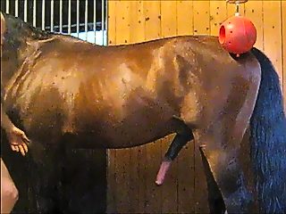 xxx horse and man