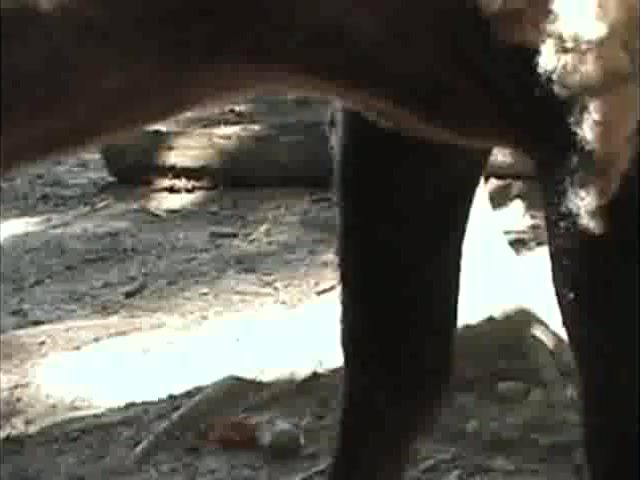 Men handjob horses compilation