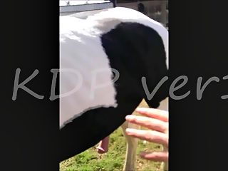 Compilation man bestiality - blowjob to horse