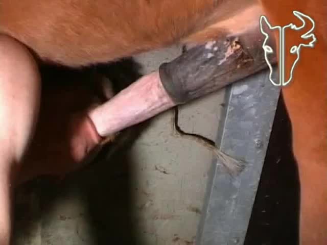 Compilation man bestiality - blowjob to horse