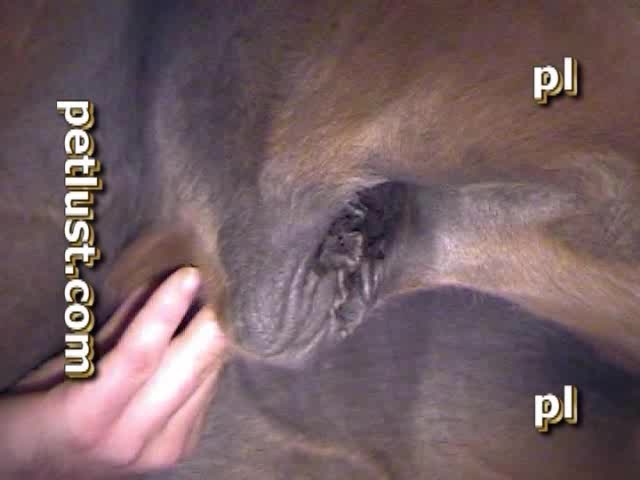 Alisando pau do cavalo dotado pra meter