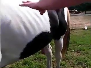 Gay horse blowjob