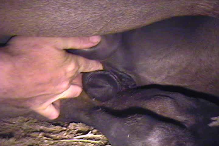 Horse Massage Penis - Man doing massage for horse penis and balls