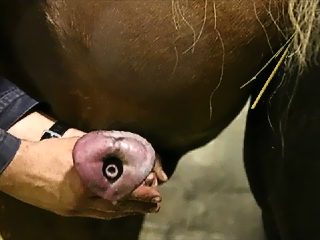 Man jerk horses dick