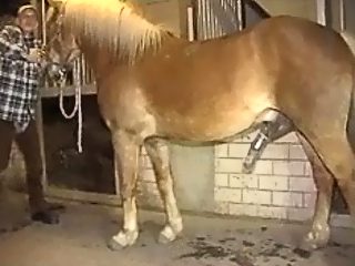 Gay horse handjob