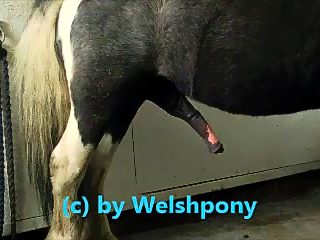 Porno gay caballo